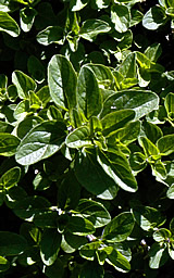 Oregano